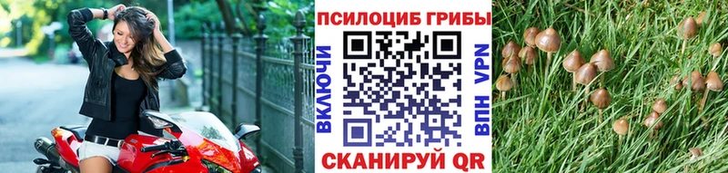 Псилоцибиновые грибы Psilocybine cubensis  ОМГ ОМГ   Холм  наркотики 